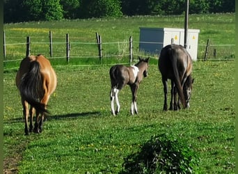 Mustang (amerikanisch) Mix, Stute, 2 Jahre, 145 cm, Tobiano-alle-Farben