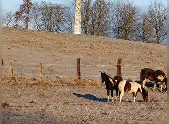 Mustang (amerikanisch) Mix, Stute, 2 Jahre, 145 cm, Tobiano-alle-Farben