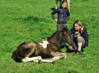 Mustang (amerikanisch) Mix, Stute, 2 Jahre, 145 cm, Tobiano-alle-Farben