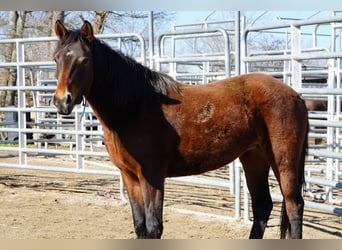 Mustang (amerikanisch), Stute, 2 Jahre, 147 cm, Brauner