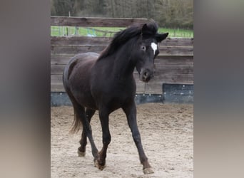 Mustang (amerikanisch), Stute, 2 Jahre, 150 cm, Tigerschecke