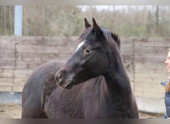 Mustang (amerikanisch), Stute, 2 Jahre, 150 cm, Tigerschecke