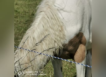 Mustang (amerikanisch) Mix, Stute, 2 Jahre, Palomino