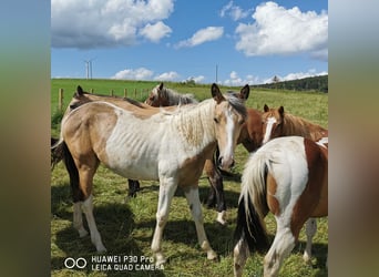 Mustang (amerikanisch) Mix, Stute, 2 Jahre, Palomino