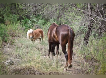 Mustang (amerikanisch) Mix, Stute, 3 Jahre, 145 cm, Dunkelfuchs