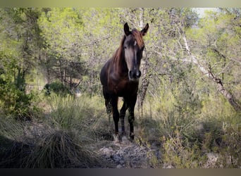 Mustang (amerikanisch) Mix, Stute, 3 Jahre, 145 cm, Dunkelfuchs