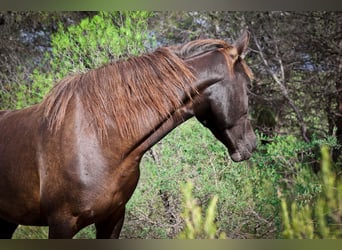 Mustang (amerikanisch) Mix, Stute, 3 Jahre, 145 cm, Dunkelfuchs