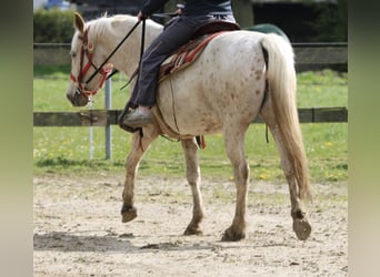 Mustang (amerikanisch), Stute, 3 Jahre, 152 cm, Palomino