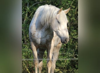 Mustang (amerikanisch), Stute, 3 Jahre, 152 cm, Palomino