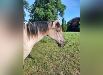 Mustang (amerikanisch), Stute, 3 Jahre, 160 cm, Grullo