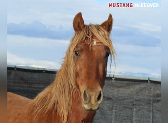 Mustang (amerikanisch), Stute, 4 Jahre, 147 cm, Fuchs