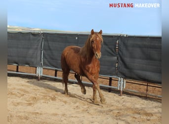 Mustang (amerikanisch), Stute, 4 Jahre, 147 cm, Fuchs