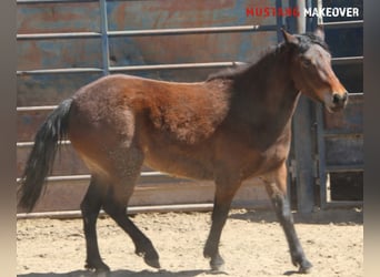 Mustang (amerikanisch), Stute, 4 Jahre, 153 cm, Brauner