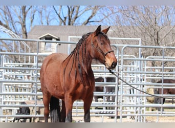 Mustang (amerikanisch), Stute, 5 Jahre, 143 cm, Brauner