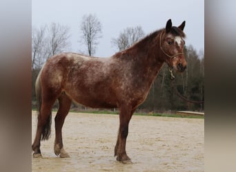 Mustang (amerikanisch), Stute, 5 Jahre, 143 cm, Tigerschecke