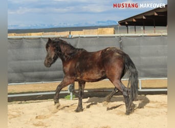 Mustang (amerikanisch), Stute, 5 Jahre, 145 cm, Rappe