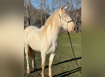 Mustang (amerikanisch), Stute, 5 Jahre, 148 cm, Cremello