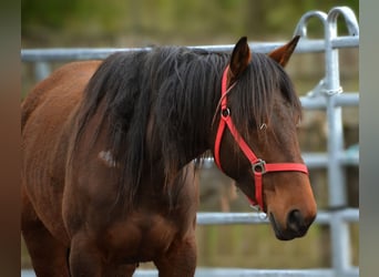 Mustang (amerikanisch), Stute, 5 Jahre, 155 cm, Brauner