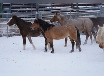 Mustang (amerikanisch), Stute, 6 Jahre, 145 cm, Falbe