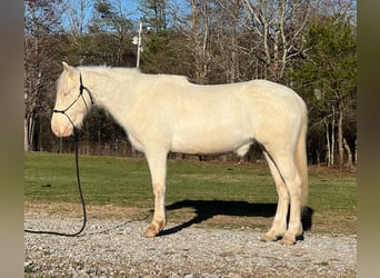 Mustang (amerikanisch), Stute, 6 Jahre, 148 cm, Cremello