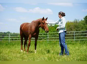 Mustang (amerikanisch), Stute, 6 Jahre, 154 cm, Fuchs