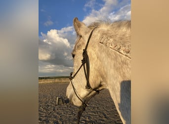 Mustang (amerikanisch), Stute, 7 Jahre, 145 cm, Schimmel