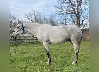 Mustang (amerikanisch), Stute, 7 Jahre, 145 cm, Schimmel