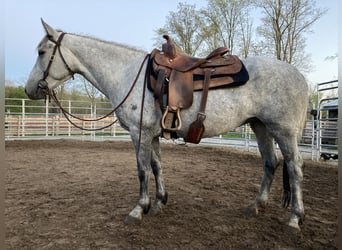 Mustang (amerikanisch), Stute, 7 Jahre, 145 cm, Schimmel