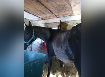 Mustang (amerikanisch), Stute, 7 Jahre, 150 cm, Roan-Blue