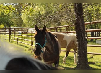 Mustang (amerikanisch), Stute, 7 Jahre, 150 cm, Roan-Blue