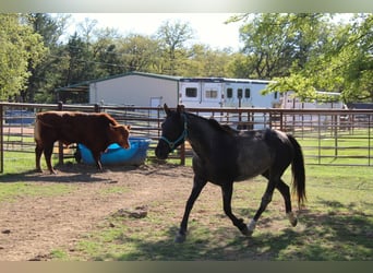 Mustang (amerikanisch), Stute, 7 Jahre, 150 cm, Roan-Blue