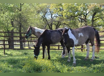 Mustang (amerikanisch), Stute, 7 Jahre, 150 cm, Roan-Blue