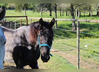 Mustang (amerikanisch), Stute, 7 Jahre, 150 cm, Roan-Blue