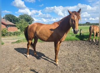 Mustang (amerikanisch), Stute, 7 Jahre, 153 cm, Dunkelfuchs