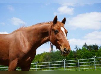 Mustang (amerikanisch), Stute, 7 Jahre, 154 cm, Fuchs
