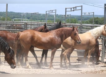 Mustang (amerikanisch), Stute, 8 Jahre, 145 cm, Fuchs