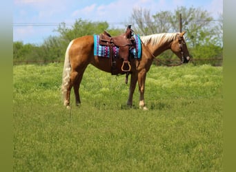 Mustang (amerikanisch), Stute, 8 Jahre, 147 cm, Palomino