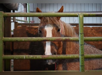 Mustang (amerikanisch), Stute, 8 Jahre, 150 cm, Roan-Red