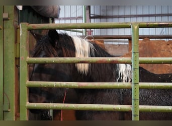 Mustang (amerikanisch), Stute, 8 Jahre, 150 cm, Tobiano-alle-Farben