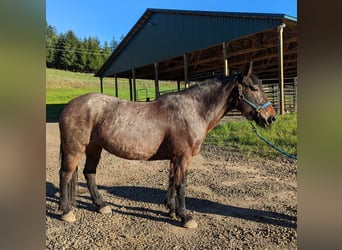 Mustang (amerikanisch), Stute, 8 Jahre, 152 cm, Roan-Bay