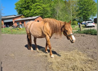 Mustang (amerikanisch), Stute, 8 Jahre, 155 cm, Red Dun