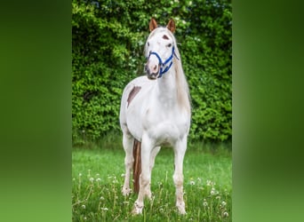 Mustang (amerikanisch), Stute, 9 Jahre, 147 cm, Tovero-alle-Farben