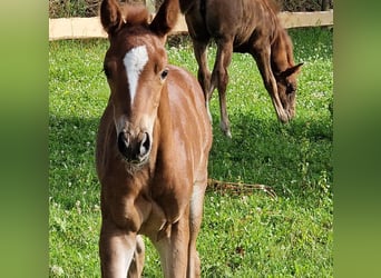 Mustang (amerikanisch), Stute, Fohlen (06/2024), 150 cm, Fuchs