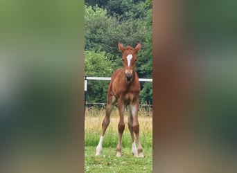 Mustang (amerikanisch), Stute, Fohlen (06/2024), 150 cm, Fuchs