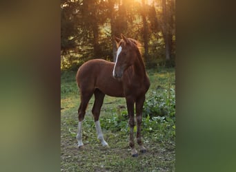 Mustang (amerikanisch) Mix, Stute, Fohlen (05/2024), 152 cm, Dunkelfuchs