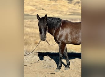 Mustang (amerikanisch), Wallach, 11 Jahre, 147 cm, Rappe