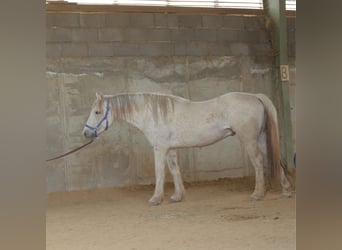 Mustang (amerikanisch), Wallach, 12 Jahre, 148 cm, Schimmel