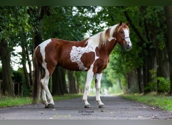 Mustang (amerikanisch), Wallach, 12 Jahre, 151 cm, Schecke