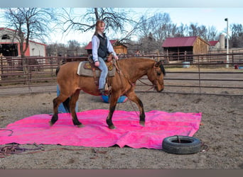 Mustang (amerikanisch), Wallach, 13 Jahre, 157 cm, Falbe