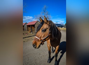 Mustang (amerikanisch), Wallach, 13 Jahre, 157 cm, Falbe